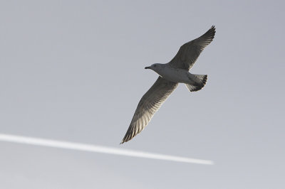 Pontische Meeuw / Caspian Gull / Larus cachinnans