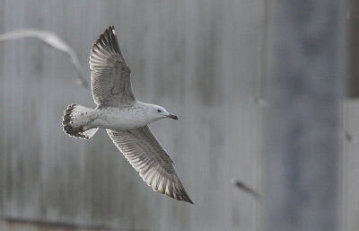 Pontische Meeuw / Caspian Gull / Larus cachinnans