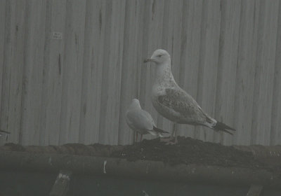 Pontische Meeuw / Caspian Gull / Larus cachinnans