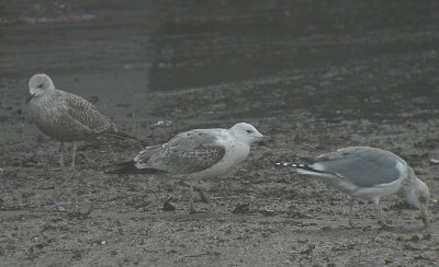 Pontische Meeuw / Caspian Gull / Larus cachinnans