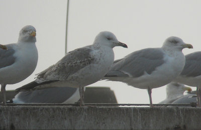 Pontische Meeuw / Caspian Gull / Larus cachinnans