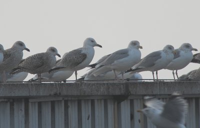 Pontische Meeuw / Caspian Gull / Larus cachinnans