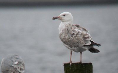Pontische Meeuw / Caspian Gull / Larus cachinnans