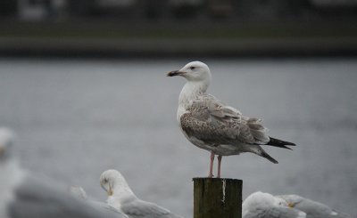 Pontische Meeuw / Caspian Gull / Larus cachinnans