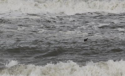 IJseend / Long-tailed Duck / Clangula hyemalis