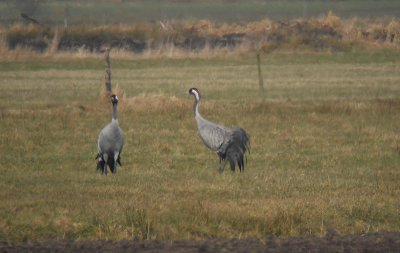 Kraanvogel / Common Crane / Grus grus