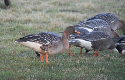 Taigarietgans / Taiga Bean Goose / Anser fabalis