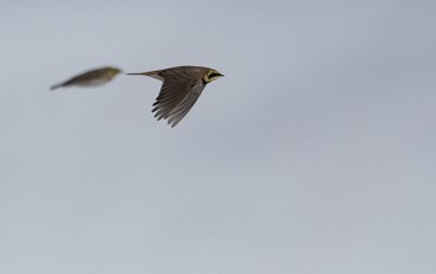 Strandleeuwerik / Horned Lark / Eremophila alpestris