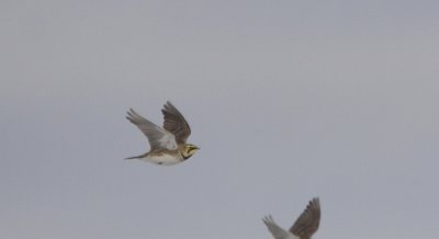 Strandleeuwerik / Horned Lark / Eremophila alpestris