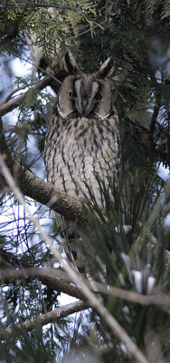 Ransuil / Long-eared Owl / Asio otus