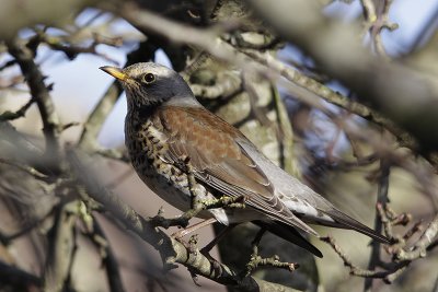 Kramsvogel / Fieldfare / Turdus pilaris