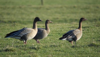 Kleine Rietgans / Pink-footed Goose / Anser brachyrhynchus