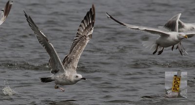 Pontische Meeuw / Caspian Gull / Larus cachinnans