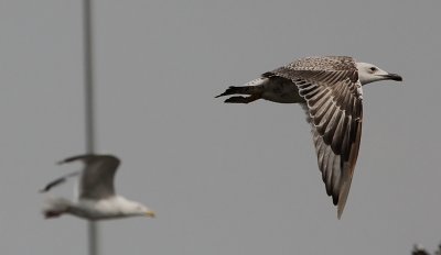 Pontische Meeuw / Caspian Gull / Larus cachinnans