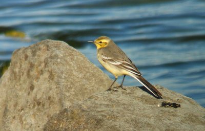 Citroenkwikstaart / Citrine Wagtail / Motacilla citreola