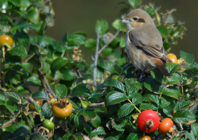 Daurische Klauwier / Daurian Shrike / Lanius isabellinus