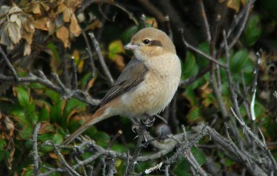 Daurische Klauwier / Daurian Shrike / Lanius isabellinus