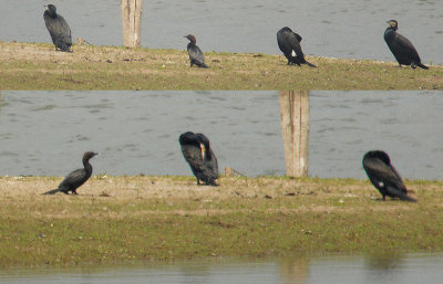 Dwergaalscholver / Pygmy Cormorant / Phalacrocorax pygmaeus