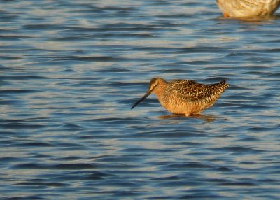 Grote Grijze Snip / Long-billed Dowitcher / Limnodromus scolopaceus 