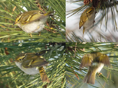 Pallas' Boszanger / Pallas's Warbler / Phylloscopus proregulus