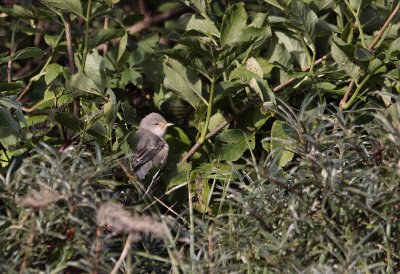 Sperwergrasmus / Barred Warbler / Sylvia nisoria
