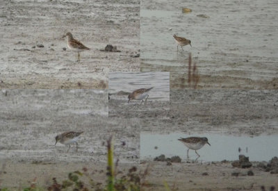 Taigastrandloper / Long-toed Stint / Calidris subminuta