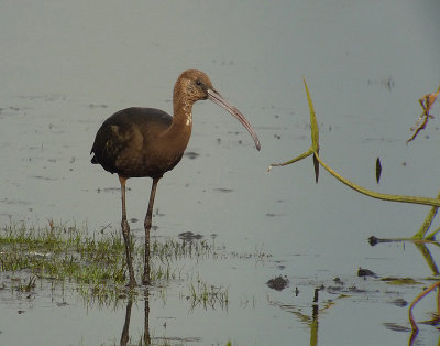 Zwarte Ibis / Glossy ibis / Plegadis falcinellus
