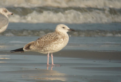 Pontische Meeuw / Caspian Gull / Larus cachinnans