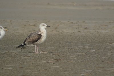 Pontische Meeuw / Caspian Gull / Larus cachinnans