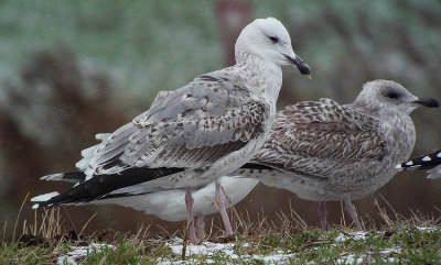 Pontische Meeuw / Caspian Gull / Larus cachinnans