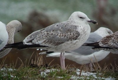 Pontische Meeuw / Caspian Gull / Larus cachinnans