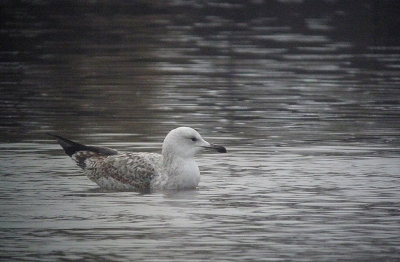 Pontische Meeuw / Caspian Gull / Larus cachinnans