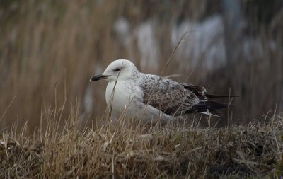 Pontische Meeuw / Caspian Gull / Larus cachinnans