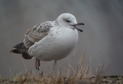 Pontische Meeuw / Caspian Gull / Larus cachinnans