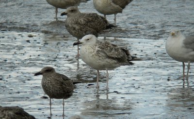 Pontische Meeuw / Caspian Gull / Larus cachinnans