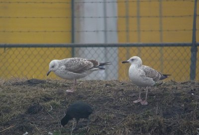 Pontische Meeuw / Caspian Gull / Larus cachinnans