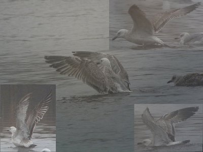 Pontische Meeuw / Caspian Gull / Larus cachinnans