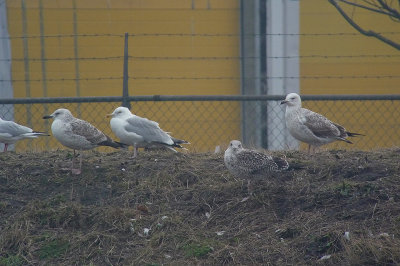 Pontische Meeuw / Caspian Gull / Larus cachinnans