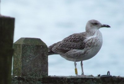 Baltische Mantelmeeuw / Baltic Gull / Larus f. fuscus