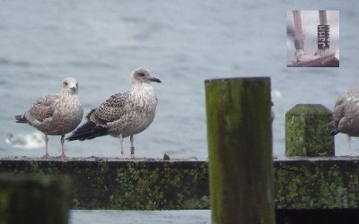 Kleine Mantelmeeuw / Lesser Black-backed Gull / Larus fuscus-intermedius