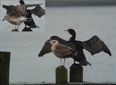 Kleine Mantelmeeuw / Lesser Black-backed Gull / Larus graellsii-intermedius