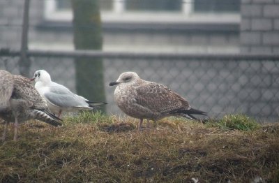 Kleine Mantelmeeuw / Lesser Black-backed Gull / Larus graellsii-intermedius