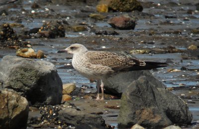 Kleine Mantelmeeuw / Lesser Black-backed Gull / Larus graellsii-intermedius