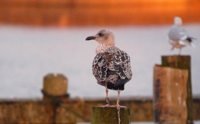 Kleine Mantelmeeuw / Lesser Black-backed Gull / Larus fuscus-intermedius