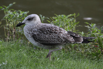 Kleine Mantelmeeuw / Lesser Black-backed Gull / Larus graellsii-intermedius