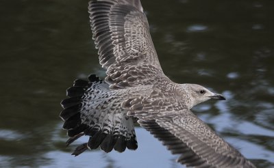 Kleine Mantelmeeuw / Lesser Black-backed Gull / Larus graellsii-intermedius