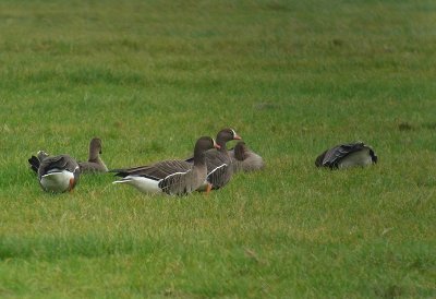 Dwerggans / Lesser White-fronted Goose / Anser erythropus