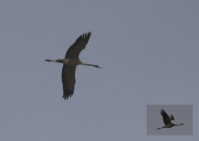 Kraanvogel / Common Crane / Grus grus