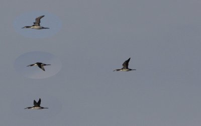 Parelduiker / Black-throated Diver / Gavia arctica