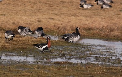 Roodhalsgans / Red-breasted Goose / Branta ruficollis